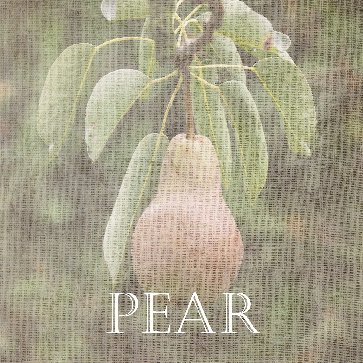 Sheldon Lewis, Pear (Obst, Frucht, Birne, Reife, Birnbaumblätter, Leinenstruktur, Fotokunst, Küche, Esszimmer, Wunschgröße, bunt)