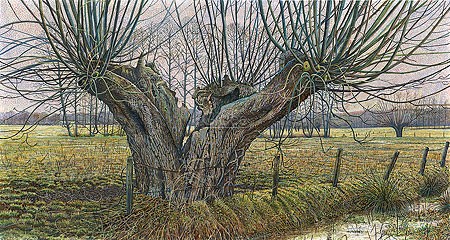 Drago Pecenica, The old Pollard willow near Terschuur (Malerei, Natur, Landschaft,  Baum, alter Baum, Weide, Kopfweide, knorrig, Äste, Felder, Bach, Wiesen, Einsamkeit, Leere, Wohnzimmer, Treppenhaus,  bunt)