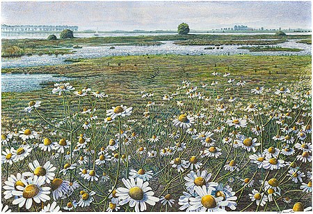 Drago Pecenica, Camomile on IJssel riverbank (Malerei, Natur, Landschaft, Niederlande, Felder, Wiesen, Kamillefeld, Ebene, Fluss, IJssel, Flachland, Weite, Einsamkeit, Leere, Wohnzimmer, Treppenhaus,  bunt)