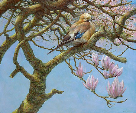 Erik van Ommen, Eurasian Jay (Malerei, Natur, Tierwelt, Eichelhäher, Baum, Magnolie, Magnolienblüten, Frühling, naturgetreu, realistisch, Wohnzimmer, Schlafzimmer, bunt)