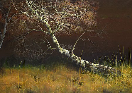 Geke Hoogstins, The old birch (Malerei, Natur, Landschaft, Baum, Birke, alte Birke, Gras, Wiese, Schlafzimmer, Wohnzimmer, Arztpraxis, bunt)