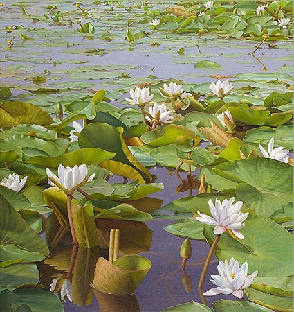 Joke Frima, Ascended out of the black mud  (Malerei, Natur, Seerosen, Teich, Blüten, Wasserpflanzen, naturalistisch, Wohnzimmer, Schlafzimmer, Badezimmer, bunt)