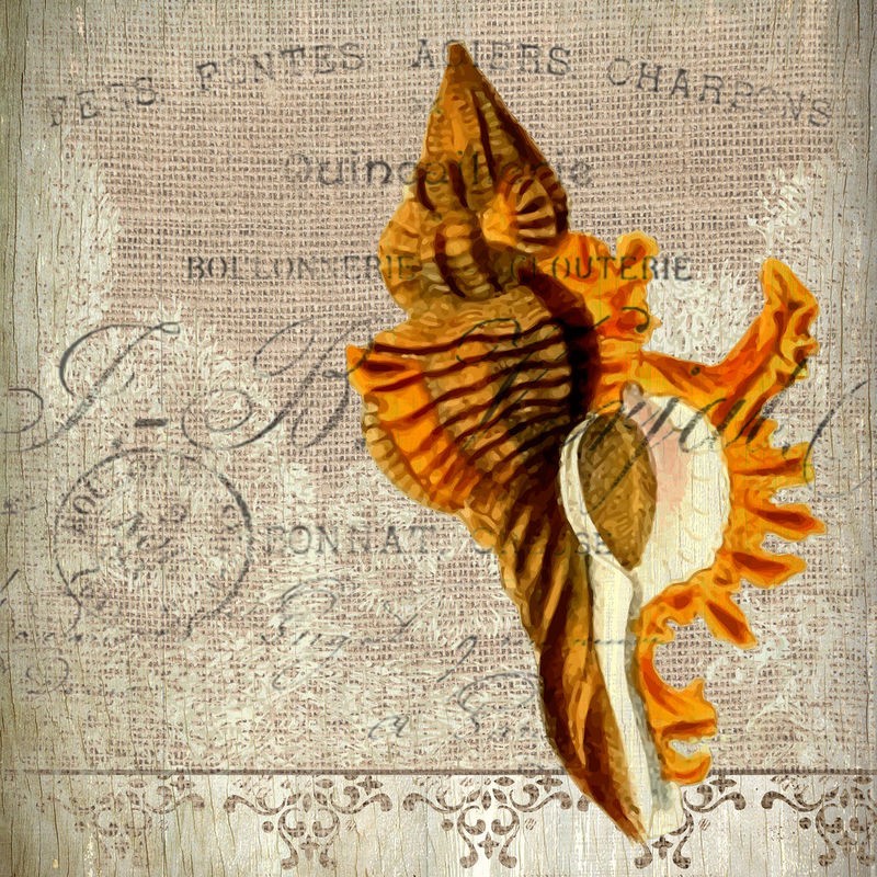 Kimberly Allen, Coastal Dreams 2 (Meeresschnecke, Schneckenhaus, Muster, Kalligrafie, Schriftzüge, maritim, Nostalgie, Grafik,Treppenhaus, Badezimmer, Wohnzimmer, Wunschgröße, beige)