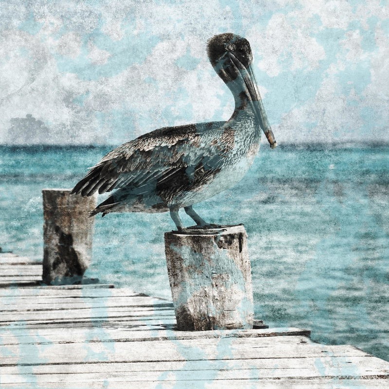 Sheldon Lewis, Coastal Pride 1 (Pelikan, Seevogel, Vogel, Poller,Holzsteg, Maritim, Wunschgröße, Fotokunst, Badezimmer, Wohnzimmr, Treppenhaus, bunt)