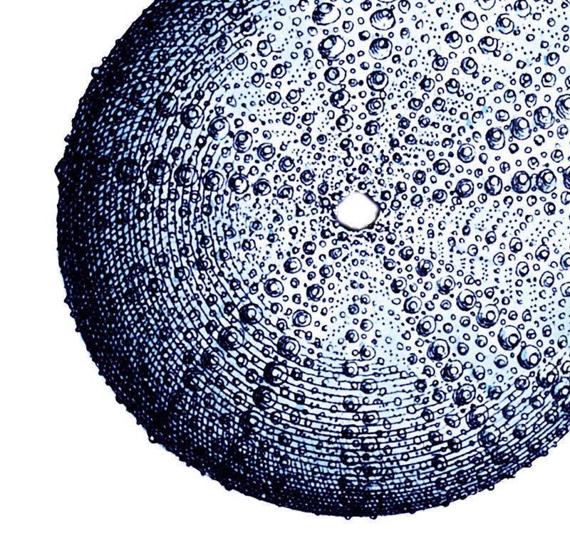Sheldon Lewis, Urchin Shell 2 (Meerestier, Seeigel, Schale, maritim, Grafik, Badezimmmer, Treppenhaus, Wunschgröße, blau/weiß)