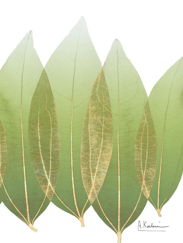 Albert Koetsier, Golden Coculus (BOTANIK)