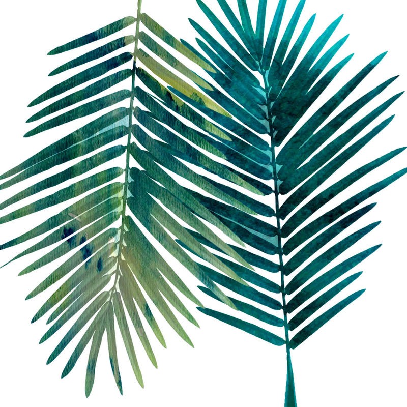 Sheldon Lewis, Watercolor Burst 1 (Blatt, Federblatt, Lanzettblätter, Botanik, Aquarell, Wohnzimmer, Treppenhaus, Wunschgröße, grün/weiß)