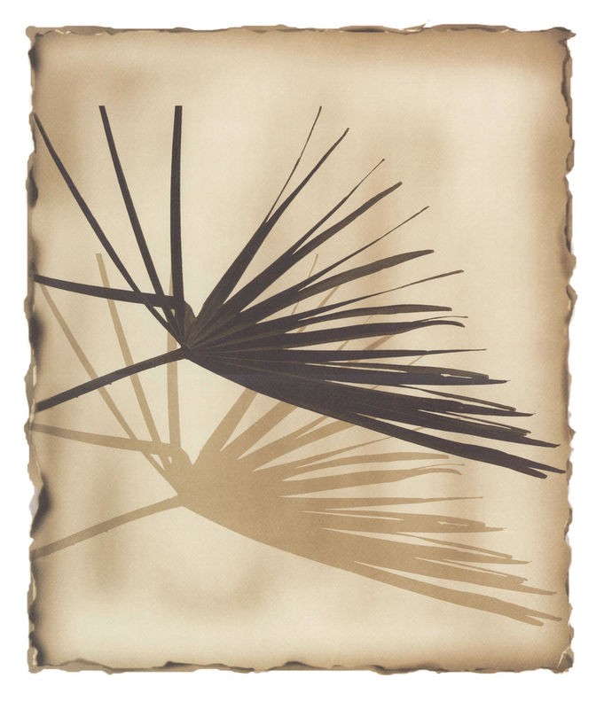 AvantArt, Miamy Beach 1 (Palme, Palmblätter, Botanik,  Licht/Schatten, Wohnzimmer, Treppenhaus, Wunschgröße, sepia)