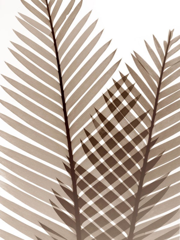 Albert Koetsier, Earthly Fern 1 (BOTANIK)