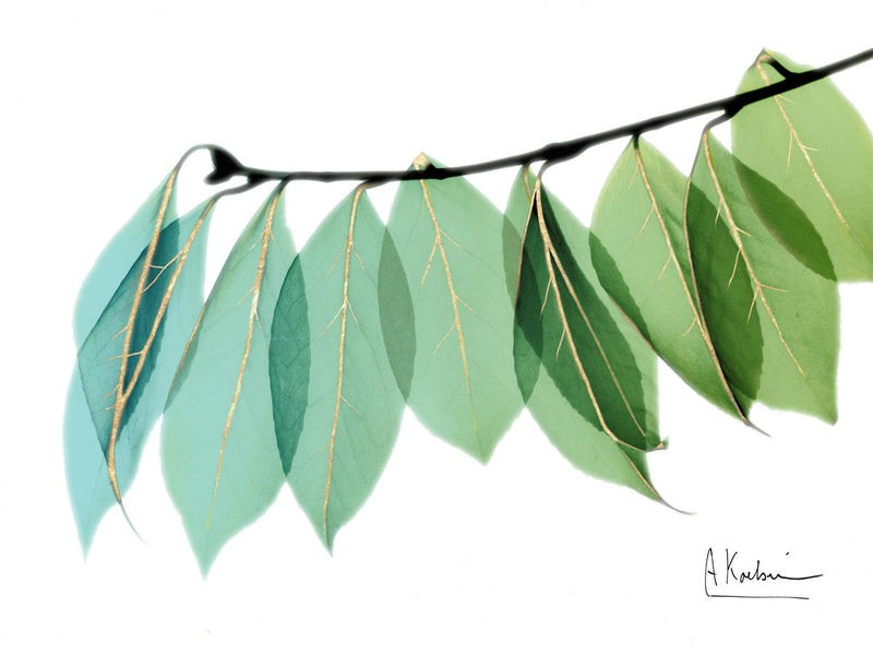 Albert Koetsier, Golden Camelia Leaf (X-RAY)