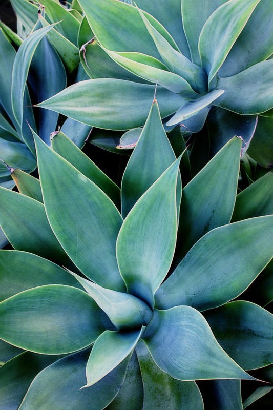 Elizabeth Urquhart, Deep Dive I (Pflanzen, Grünpflanze, Blätter, Steingewächs, Botanik, Fotokunst, Wohnzimmer, Treppenhaus, Wunschgröße, bunt)