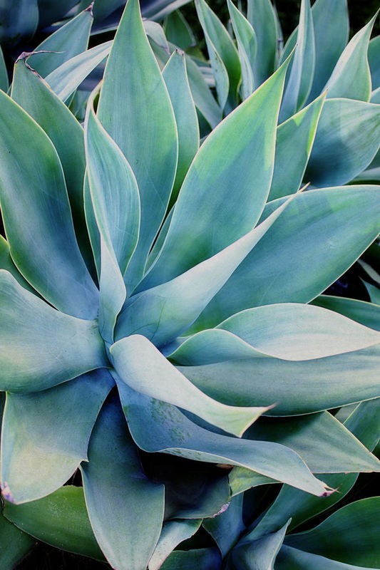 Elizabeth Urquhart, Deep Dive II (Pflanzen, Grünpflanze, Blätter, Steingewächs, Botanik, Fotokunst, Wohnzimmer, Treppenhaus, Wunschgröße, bunt)