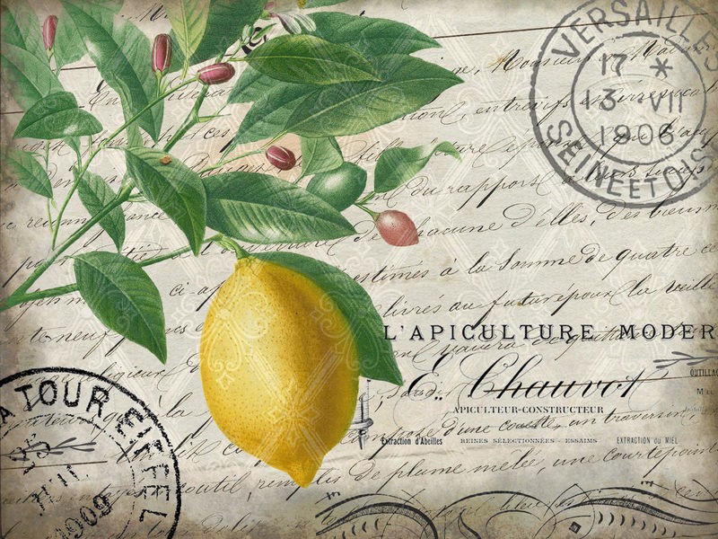 Kimberly Allen, Vintage Lemon (Zitrone, Limone, Zitrusfrucht, Postkarte, Vintage, Nostalgie,  Kalligrafie, Wohnzimmer, Treppenhaus, Küche, Esszimmer,  Wunschgröße, bunt)
