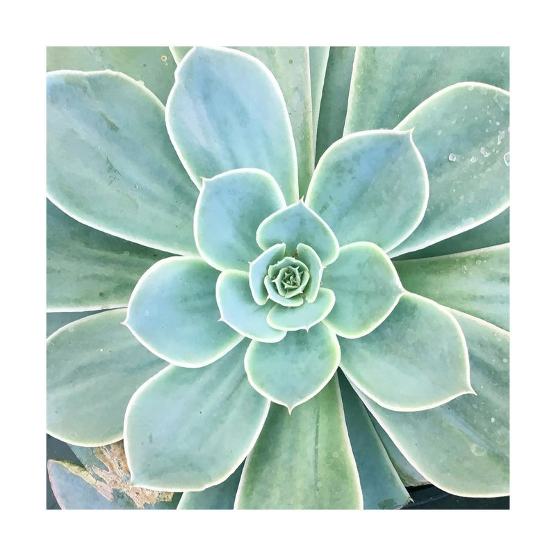 Debbie Pearson, Succulent Splendor 4 (Sukkulenten, Steingewächs, Fettblattgewächs, Botanik, Pflanzen, Fotokunst, Nahaufnahme, Treppenhaus, Wunschgröße, grün)