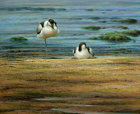 Erik van Ommen, Pied avocets (Malerei, Natur, Landschaft, See, Wasser, Wasservögel, Säbelschnäbler, Vögel, naturgetreu, realistisch, Wohnzimmer, Schlafzimmer, bunt)