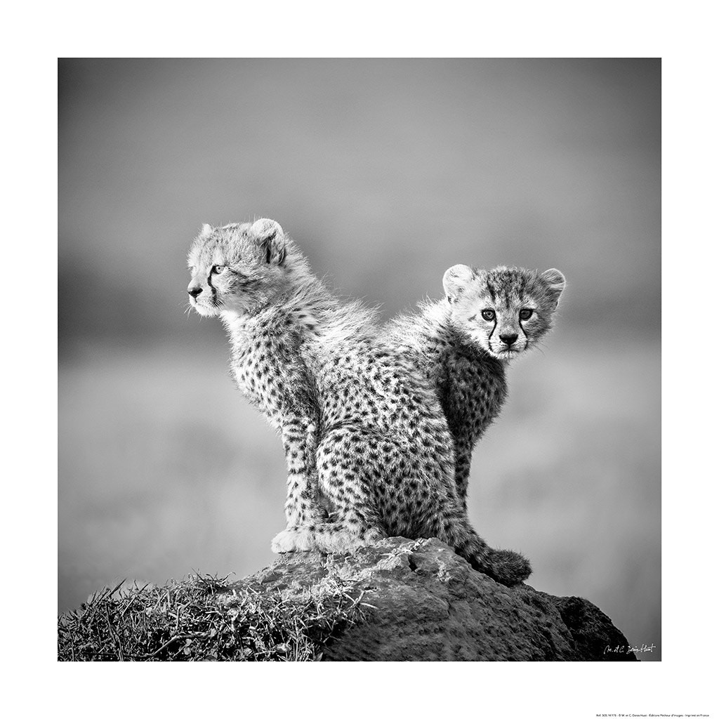 Michel & Christine Denis-Huot, Jeunes guépard- Afrique (Geparden, Raubkatzen, Katzenbabys, Babykatzen, niedlich, putzig, Tierportraits,  Afrika, Wohnzimmer, Treppenhaus, Fotokunst, schwarz/weiß)