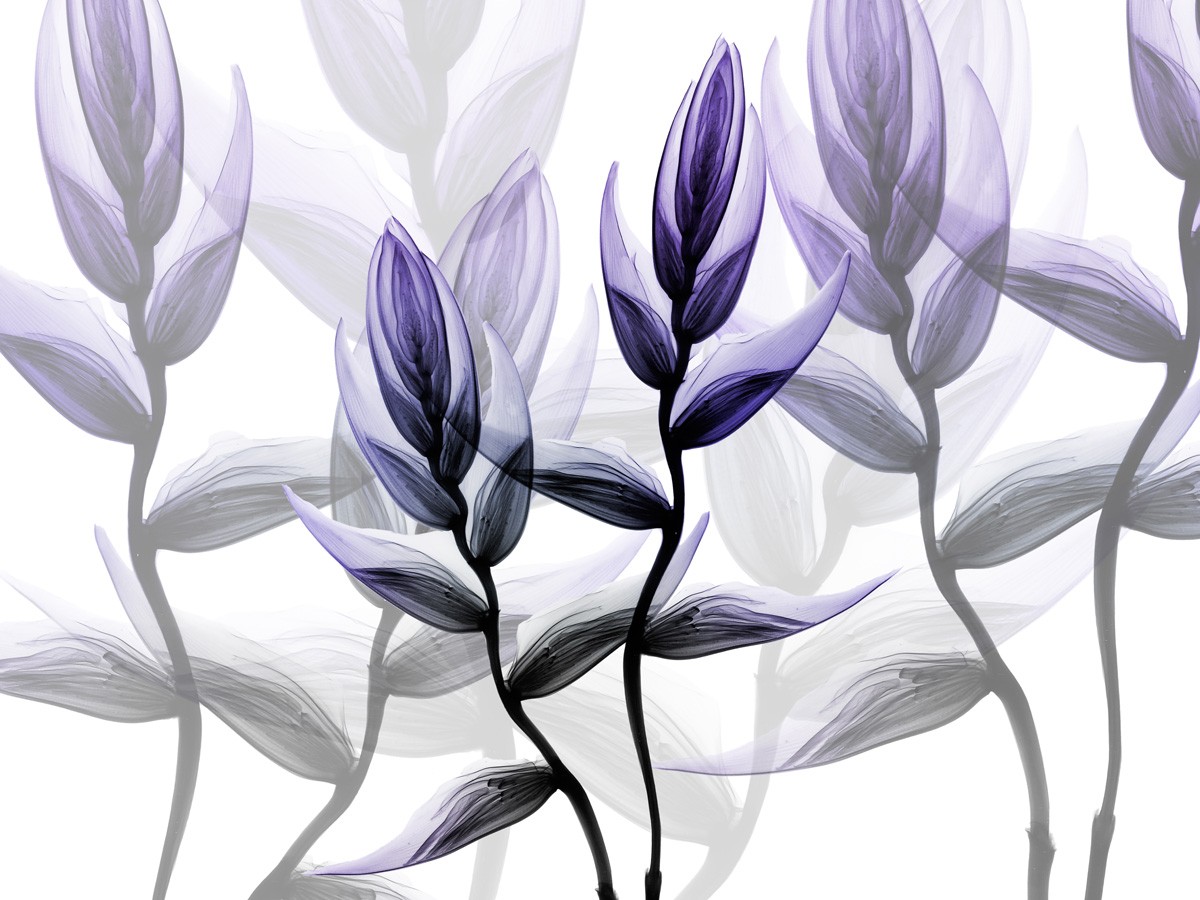 Albert Koetsier, Lavender Heaven 1