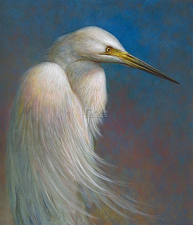 Erik van Ommen, Great Egret (Malerei, Natur, Tierwelt, Silberreiher, Reiher, Vögel, Wasservogel, Gefieder, naturgetreu, realistisch, Wohnzimmer, Schlafzimmer, bunt)
