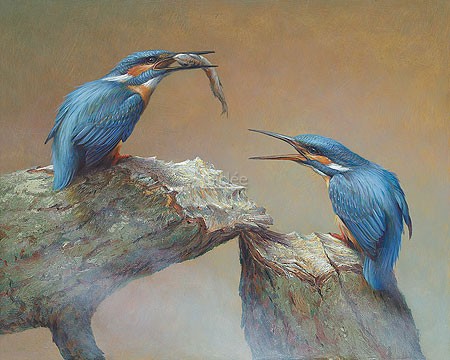 Erik van Ommen, Feeding Kingfishers (Malerei, Natur, Tierwelt, Eisvogel, Eisvögel, Fisch, füttern, Beute, Wasservogel, Vögel, naturgetreu, realistisch, Wohnzimmer, Schlafzimmer, bunt)