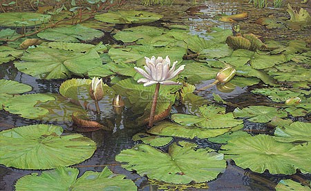 Joke Frima, Tropical Water Lily (Malerei, Natur, Seerosen, Teich, Blüten, Wasserpflanzen, naturalistisch, Wohnzimmer, Schlafzimmer, Badezimmer, bunt)