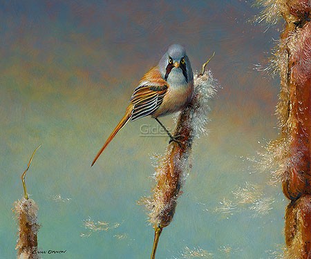 Erik van Ommen, Bearded Reedling (Malerei, Natur, Vogel, Meise, Bartmeise, Ruheplatz, Schilf, Pfeifenputzerm  naturgetreu, realistisch, Wohnzimmer, Schlafzimmer, bunt)