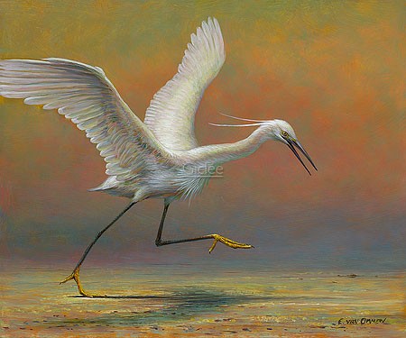 Erik van Ommen, Little Egret (Malerei, Natur, Tierwelt, Seidenreiher, Reiher, Vögel, Wasservogel, Gefieder, Anflug, Anlauf, Abheben, naturgetreu, realistisch, Wohnzimmer, Schlafzimmer, bunt)