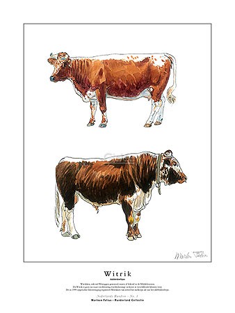 Marleen Felius, Witrik (dubbeldoeltype) (Kühe, Bulle, Kuh, Landwirtschaft, Studie, Rasse, Typologie, Zeichnung, Treppenhaus, bunt)