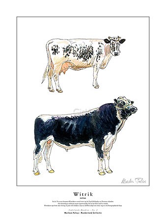 Marleen Felius, Witrik (melktype) (Kühe, Bulle, Kuh, Landwirtschaft, Studie, Rasse, Typologie, Zeichnung, Treppenhaus, bunt)