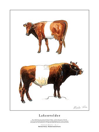 Marleen Felius, Lakenvelder rood (Kühe, Bulle, Kuh, Landwirtschaft, Studie, Rasse, Typologie, Zeichnung, Treppenhaus, bunt)