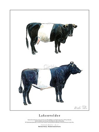 Marleen Felius, Lakenvelder zwart (Kühe, Bulle, Kuh, Landwirtschaft, Studie, Rasse, Typologie, Zeichnung, Treppenhaus, bunt)