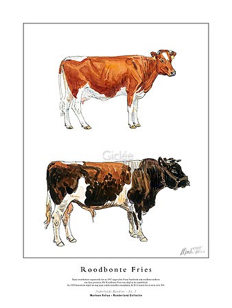 Marleen Felius, Roodbonte Fries (Kühe, Bulle, Kuh, Landwirtschaft, Studie, Rasse, Typologie, Zeichnung, Treppenhaus, bunt)