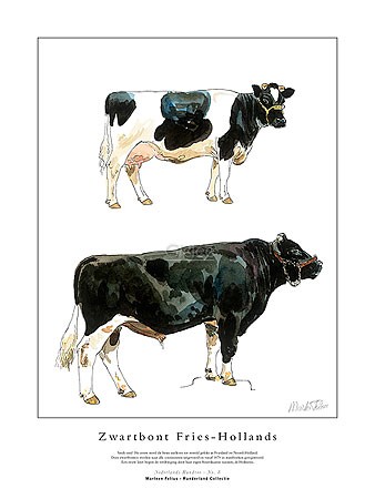 Marleen Felius, Zwartbont Fries-Hollands (Kühe, Bulle, Kuh, Landwirtschaft, Studie, Rasse, Typologie, Zeichnung, Treppenhaus, bunt)