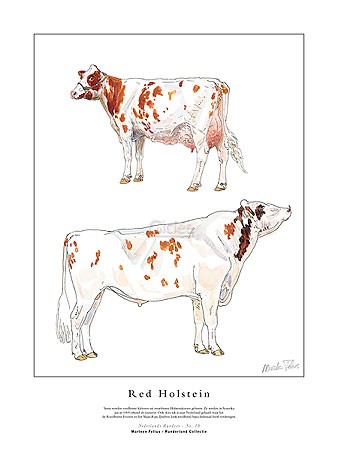 Marleen Felius, Red Holstein (Kühe, Bulle, Kuh, Landwirtschaft, Studie, Rasse, Typologie, Zeichnung, Treppenhaus, bunt)