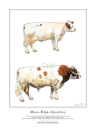 Marleen Felius, Maas-Rijn-IJsselvee (Kühe, Bulle, Kuh, Landwirtschaft, Studie, Rasse, Typologie, Zeichnung, Treppenhaus, bunt)