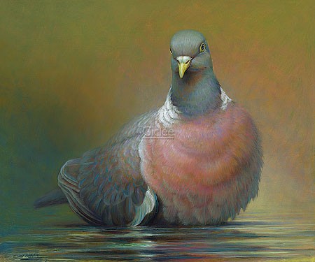 Erik van Ommen, Common Wood Pigeon (Malerei, Natur, Tierwelt, Taube, Gefieder, entspannt, naturgetreu, realistisch, Wohnzimmer, Schlafzimmer, bunt)