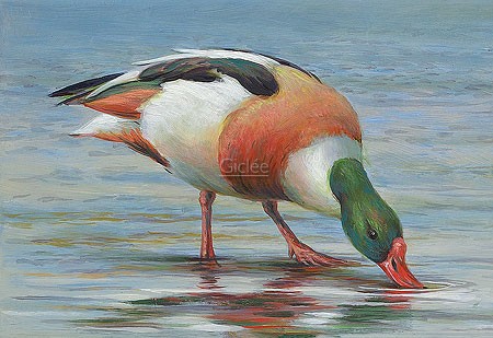 Erik van Ommen, Shelduck (Kasarkas, Brandgans, Vogel, Wasservogel, Tierportrait, Malerei, Treppenhaus, Wohnzimmer, bunt)