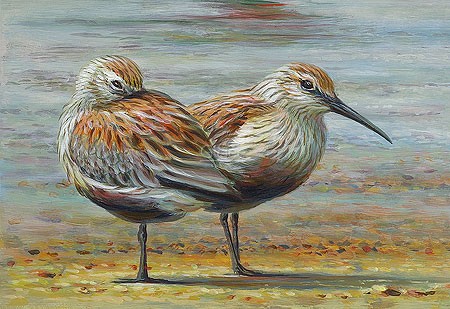 Erik van Ommen, Dunlin (Vogel, Alpenstrandläufer, Seevogel, Malerei, Tierportrait, Malerei, Treppenhaus, Wohnzimmer, bunt)