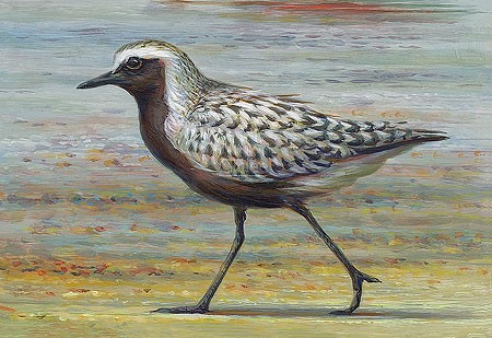 Erik van Ommen, Grey plover (Vogel, Bachstelze, Wasser, Teich,  Tierportrait, Malerei, Treppenhaus, Wohnzimmer, bunt)