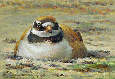 Erik van Ommen, Ringed plover (Vogel, Strandregenpfeifer, Sand, Seevogel,  Tierportrait, Malerei, Treppenhaus, Wohnzimmer, bunt)