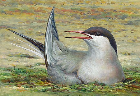 Erik van Ommen, Common tern (Vogel, Seeschwalbe, Seevogel, Nest, Brüten, Malerei, maritim, Tierportrait, Treppenhaus, Wohnzimmer, bunt)