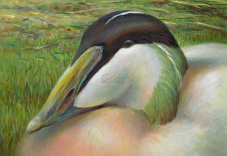 Erik van Ommen, Common eider (Vogel, Ente, Eiderente, Wasservogel, Detailansicht, Tierportrait, Malerei, Treppenhaus, Wohnzimmer, bunt)