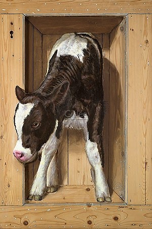 Johan Mulder, Calf (Malerei, Tier, Kalb, unsicher,  Nutztiere, niedlich, putzig,  Esszimmer, Treppenhaus, Wohnzimmer, bunt)