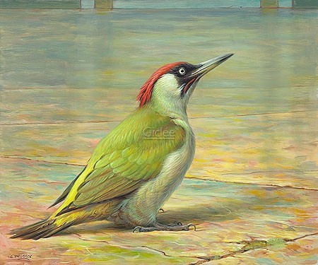 Erik van Ommen, Green woodpecker (Malerei, Natur, Tierwelt, Specht, Grünspecht, Vogel, naturgetreu, realistisch, Wohnzimmer, Treppenhaus,  bunt)