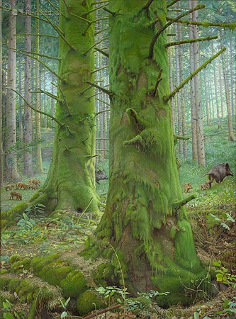 Frima, Het Mossenbos (Natur, Wald, Bäume, naturgetreu, Baumstämme, Moos, Wildschweine, Rotte, Ferkel, Frischlinge, Malerei, Wohnzimmer,)