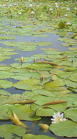 Joke Frima, Water lilies at the Ronde Hoep (Malerei, Natur, Seerosen, Teich, Blüten, Wasserpflanzen, naturalistisch, Wohnzimmer, Schlafzimmer, Badezimmer, bunt)