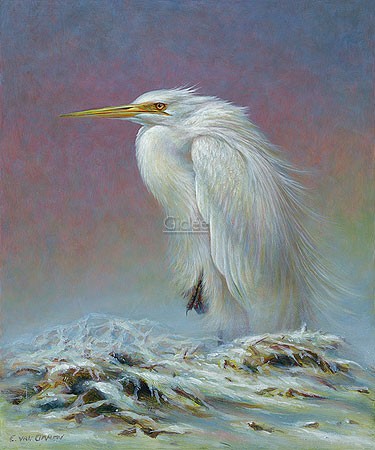 Erik van Ommen, Great Egret (Malerei, Natur, Tierwelt, Silberreiher, Reiher, Winter, Kälte, Frieren, Vögel, Wasservogel, Gefieder, naturgetreu, realistisch, Wohnzimmer, Schlafzimmer, bunt)