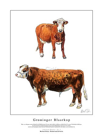 Marleen Felius, Groninger Blaarkop rood (Kühe, Bulle, Kuh, Landwirtschaft, Studie, Rasse, Typologie, Zeichnung, Treppenhaus, bunt)