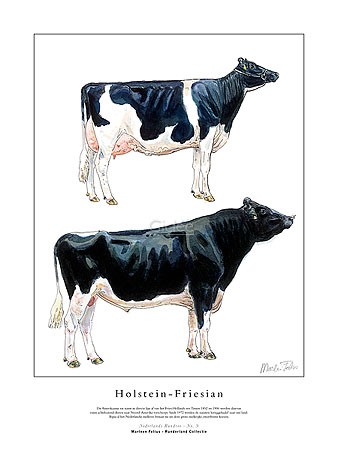 Marleen Felius, Holstein-Friesian (Kühe, Bulle, Kuh, Landwirtschaft, Studie, Rasse, Typologie, Zeichnung, Treppenhaus, bunt)