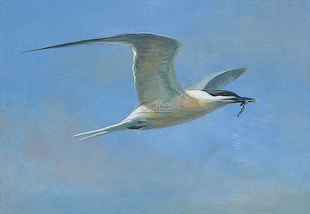 Erik van Ommen, Sandwich tern (Vogel, Seeschwalbe, Seevogel, Flug, Beute, Malerei, maritim, Treppenhaus, Wohnzimmer, bunt)