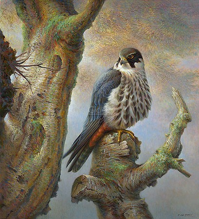 Erik van Ommen, Hobby (Vogel, Falke, Baumfalke, Raubvogel, Greifvogel, Tierportrait, Malerei, Treppenhaus, Wohnzimmer, bunt)